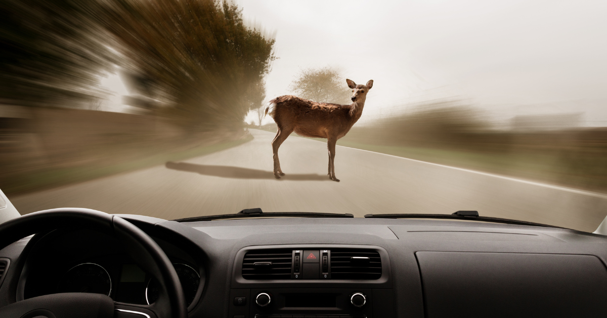Is It Illegal to Hit a Deer and Drive Off